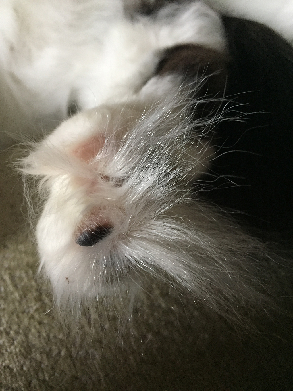 cat foot