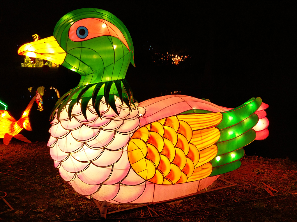 duck lantern