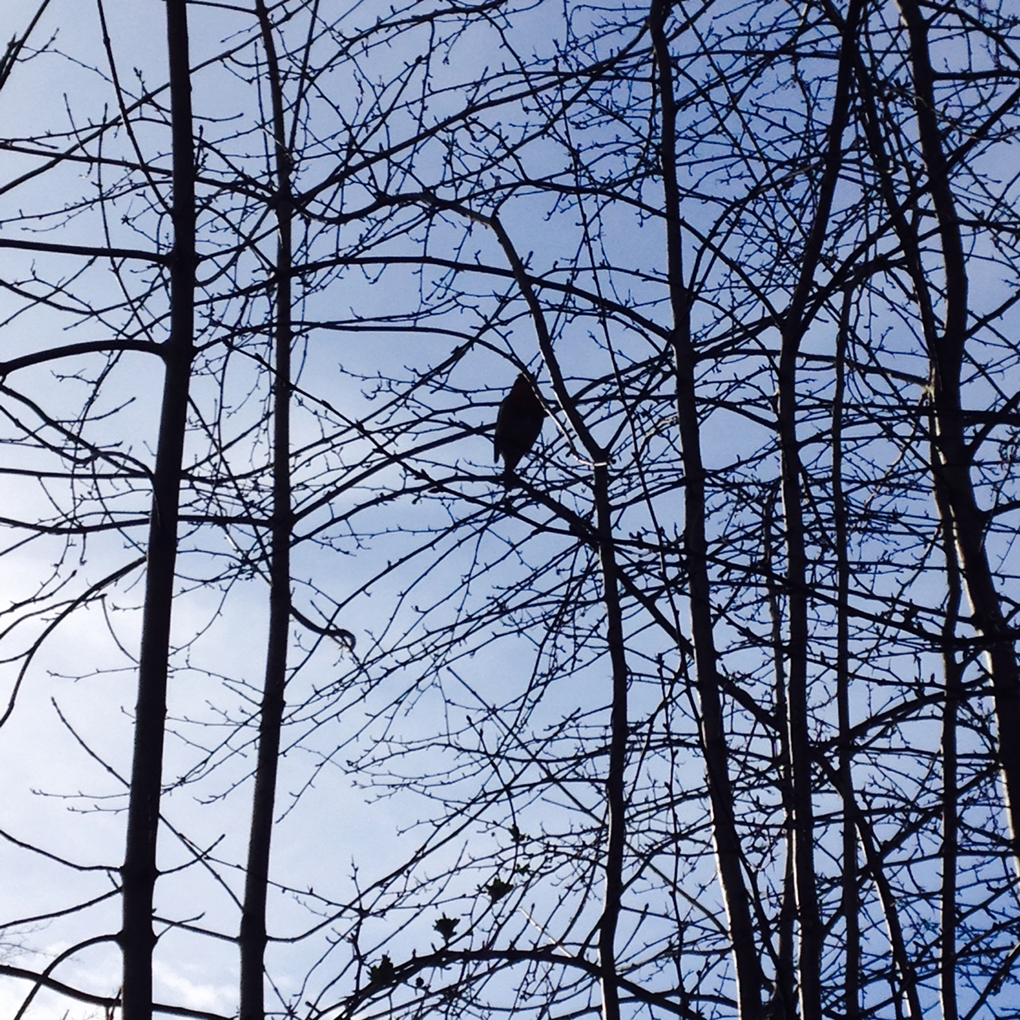 silhouette of bird in tree