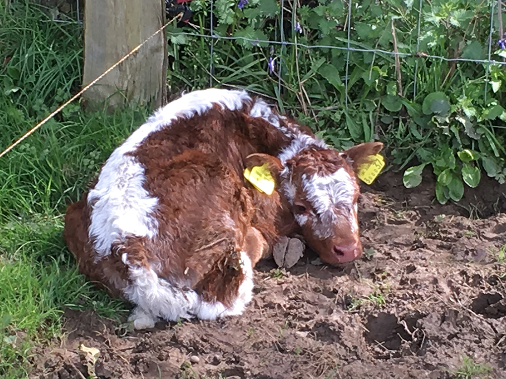 calf