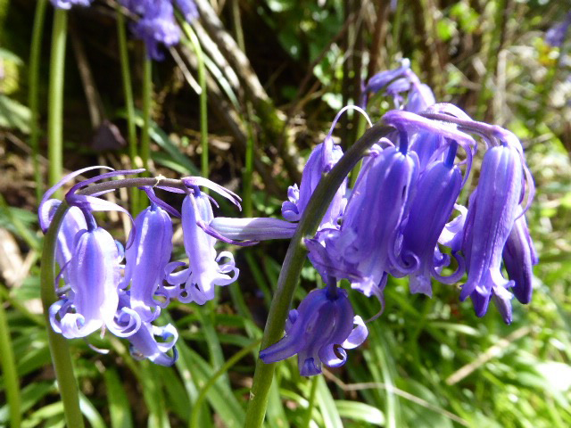 english bluebells