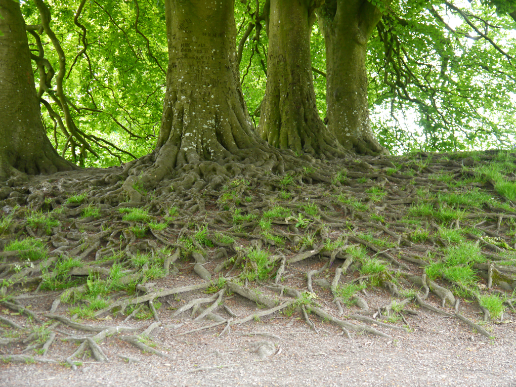 exposed tree roots