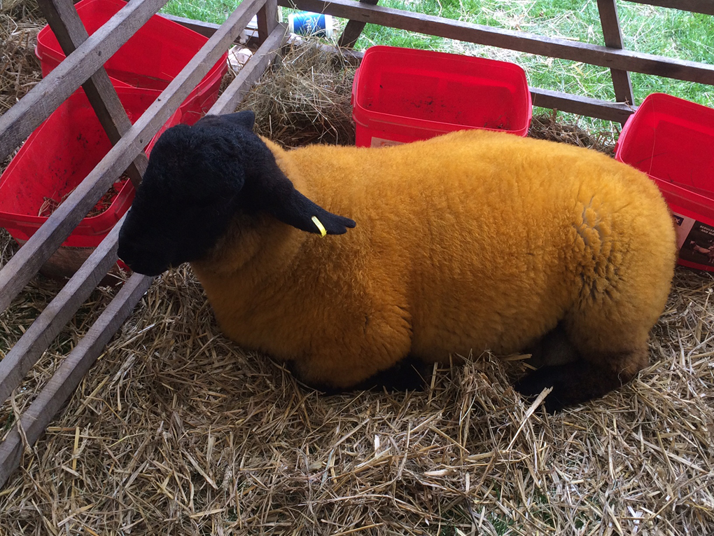 orange sheep