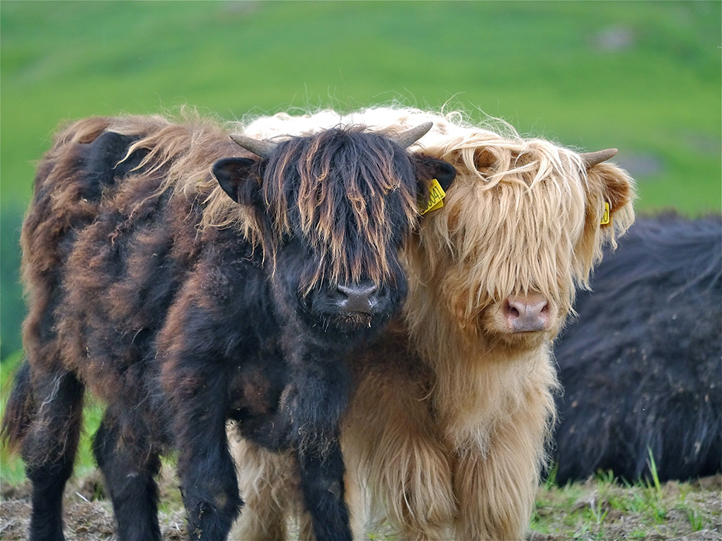 highland cattle