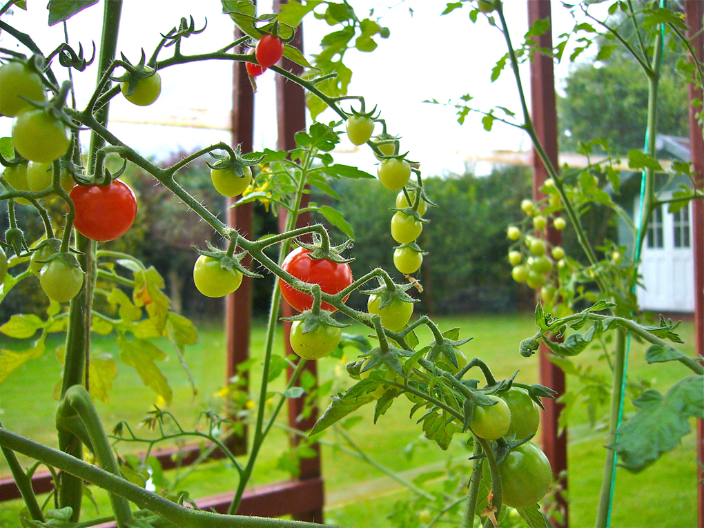 tomatoes on the vine