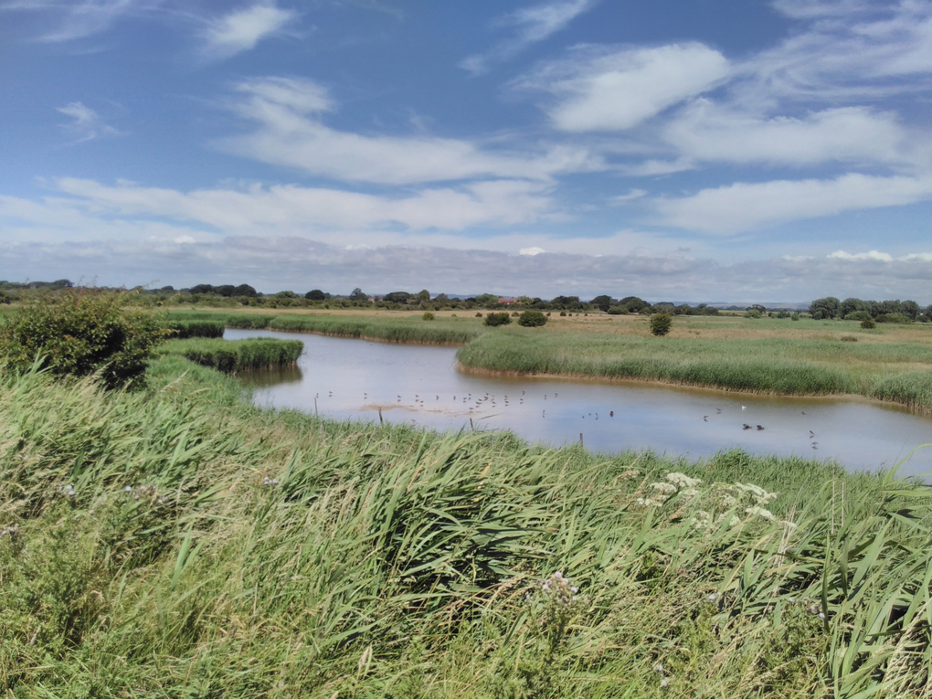 Pagham Harbour