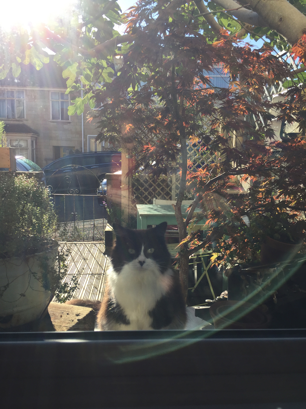cat outside