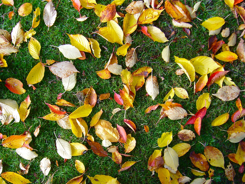 autumnal leaves
