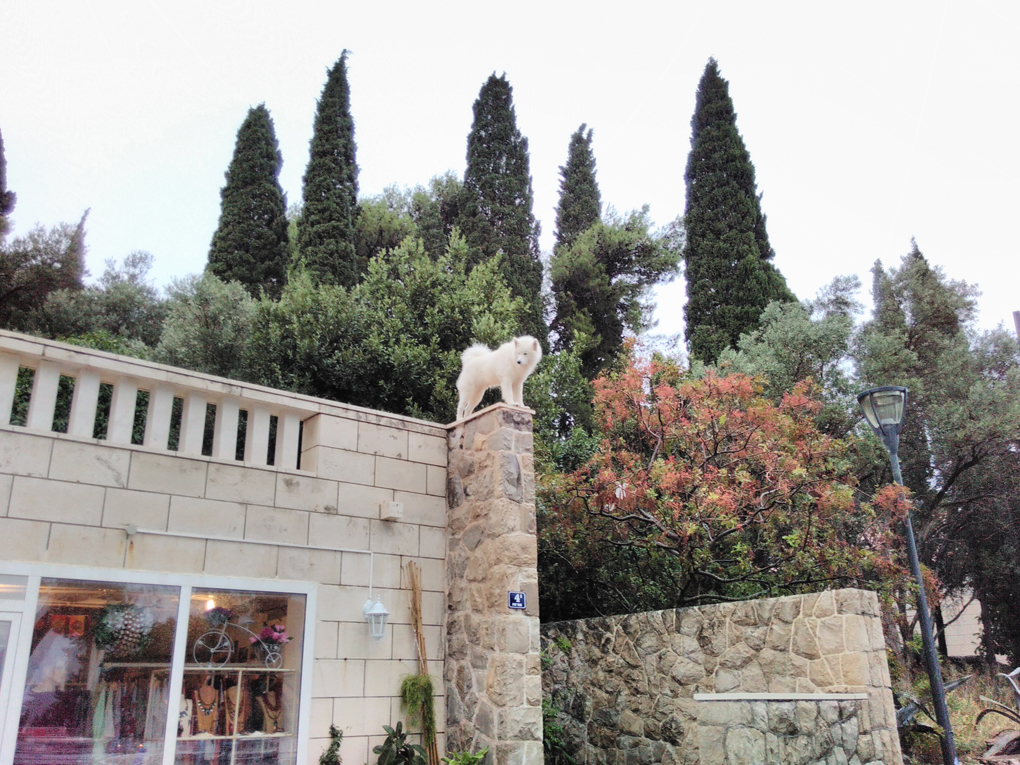 dog on a column