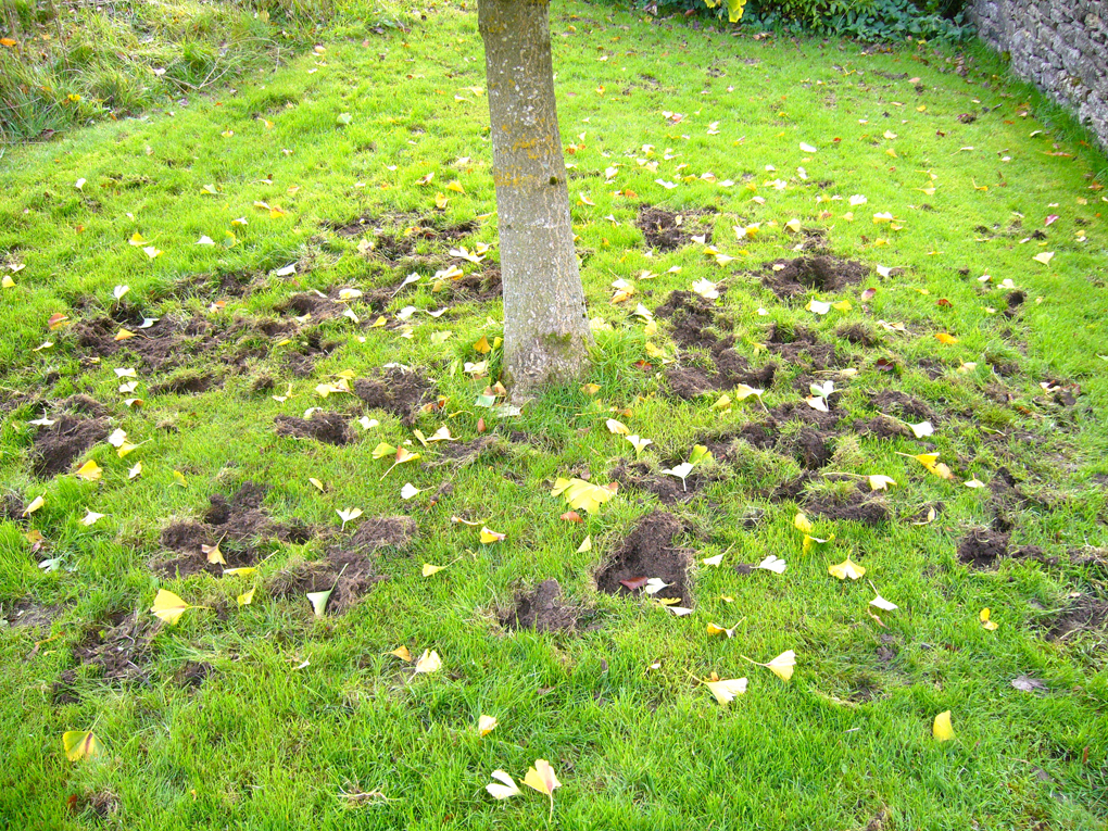 dug up lawn
