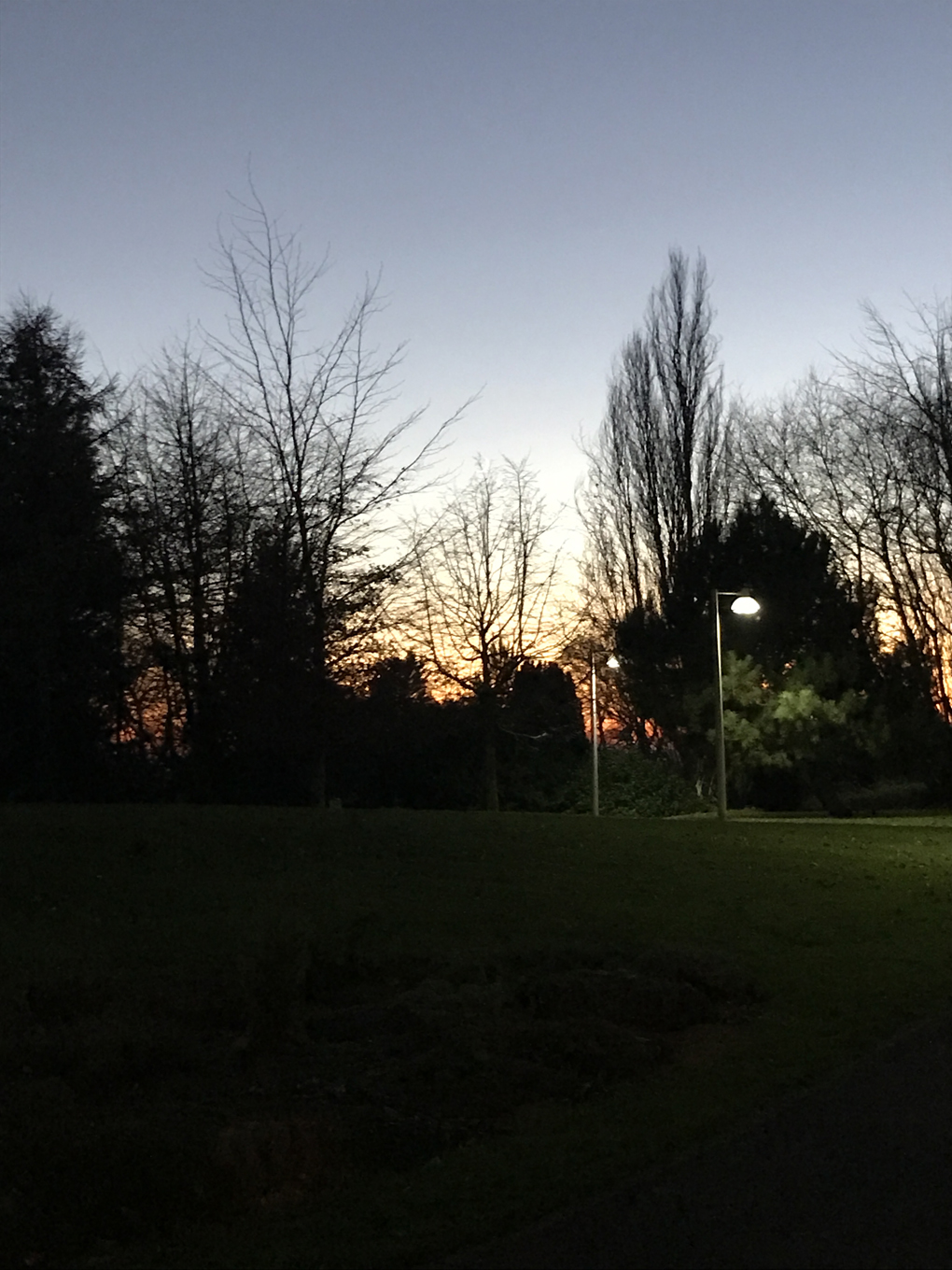 sunset behind trees