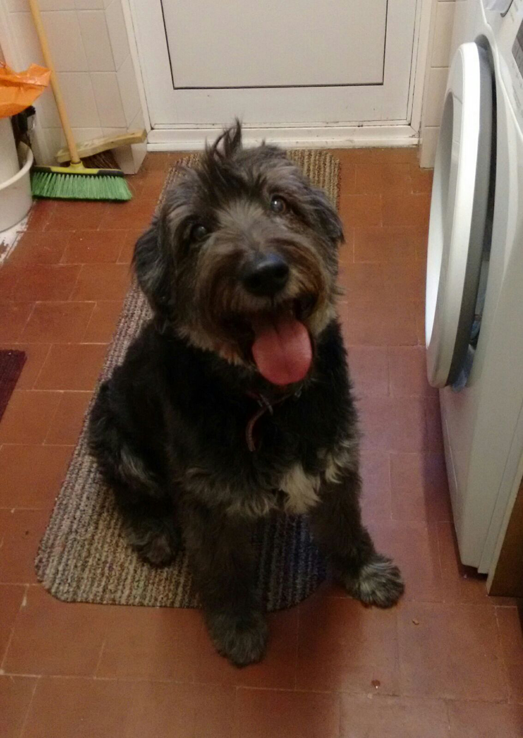 dog in kitchen