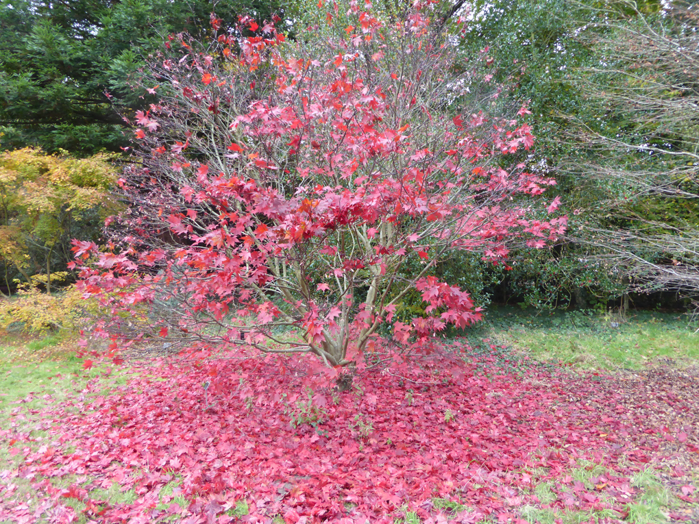 Acer shedding its leaves