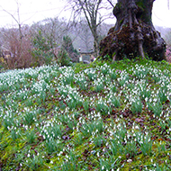 flower bed