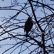 silhouette of bird in tree