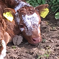 calf