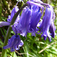 english bluebells