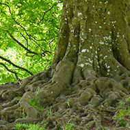 exposed tree roots