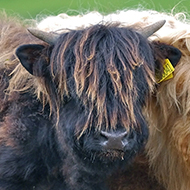 highland cattle