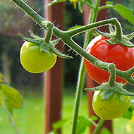 tomatoes on the vine