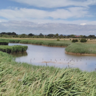 Pagham Harbour