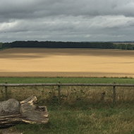 fields