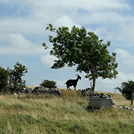 goat by a tree