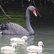 swans on the canal