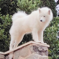 dog on a column