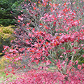 Acer shedding its leaves