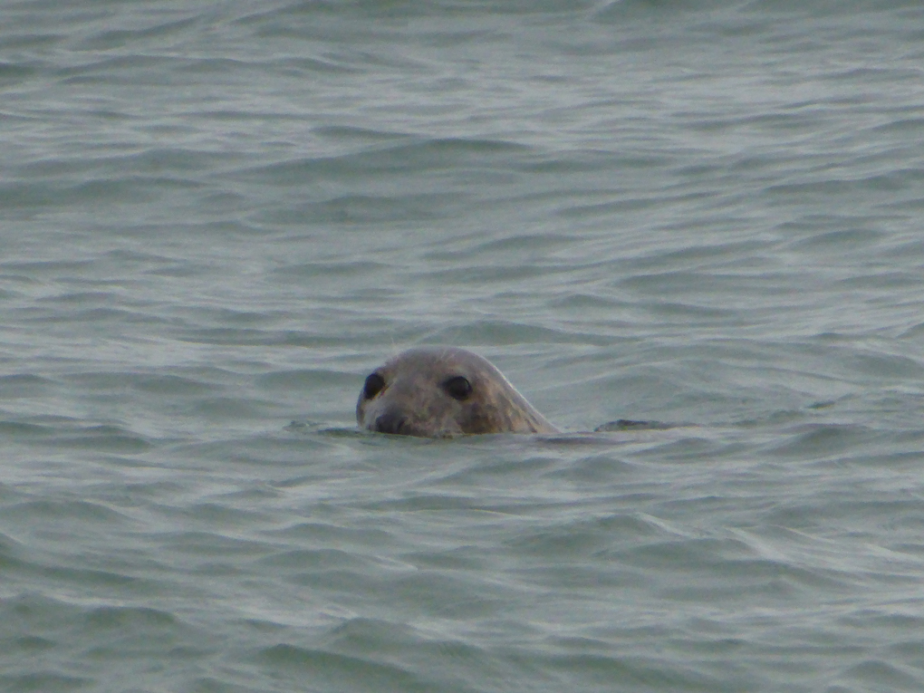seal swimming in the sea