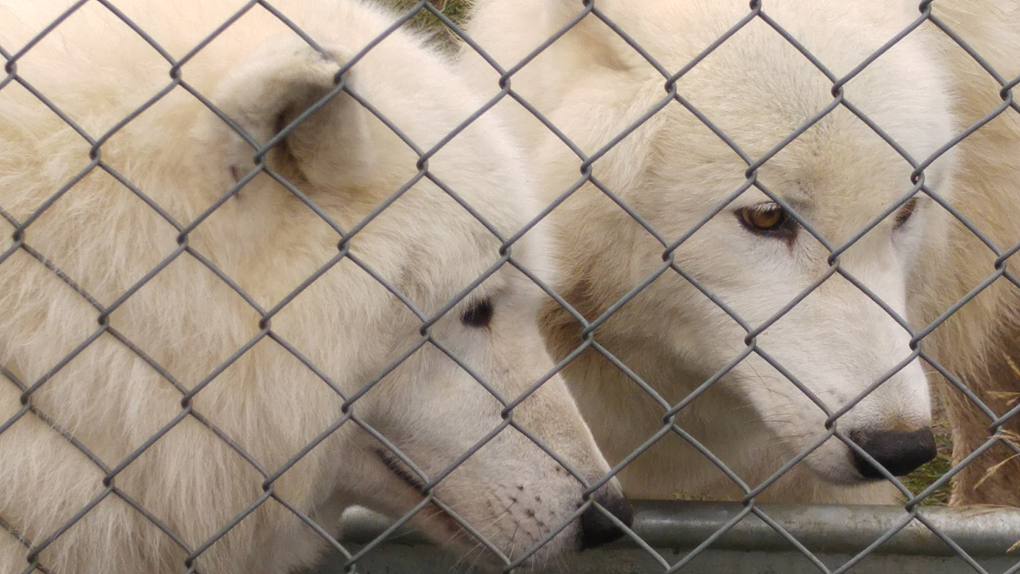 two arctic wolves