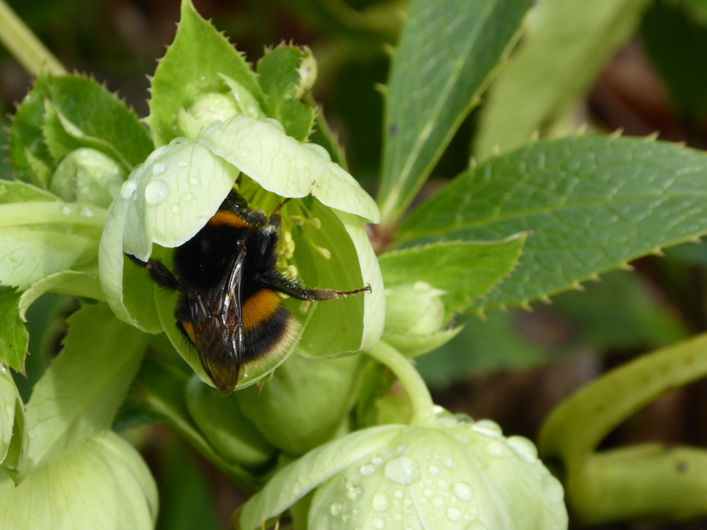 bee collecting nectar