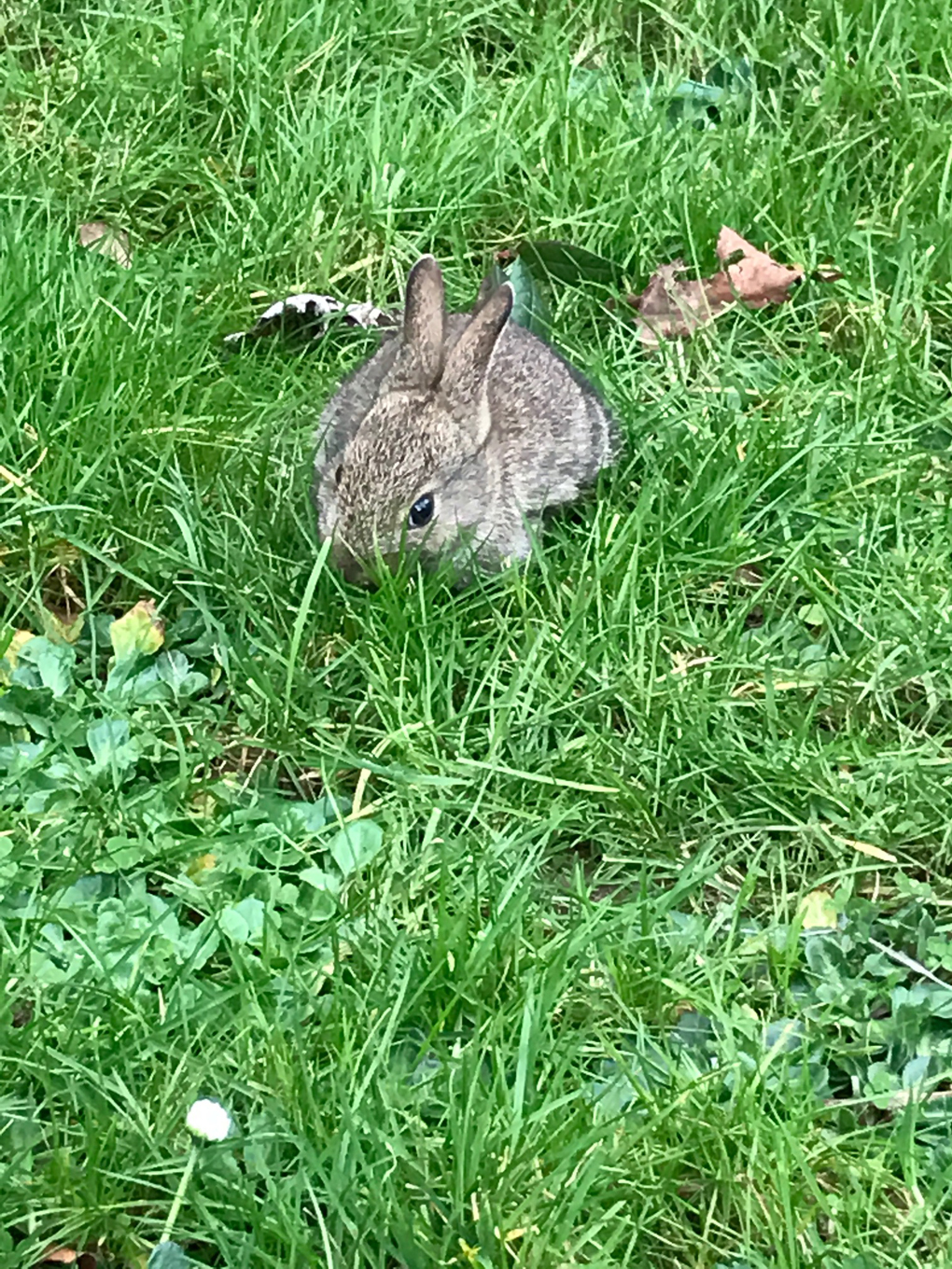 baby rabbit