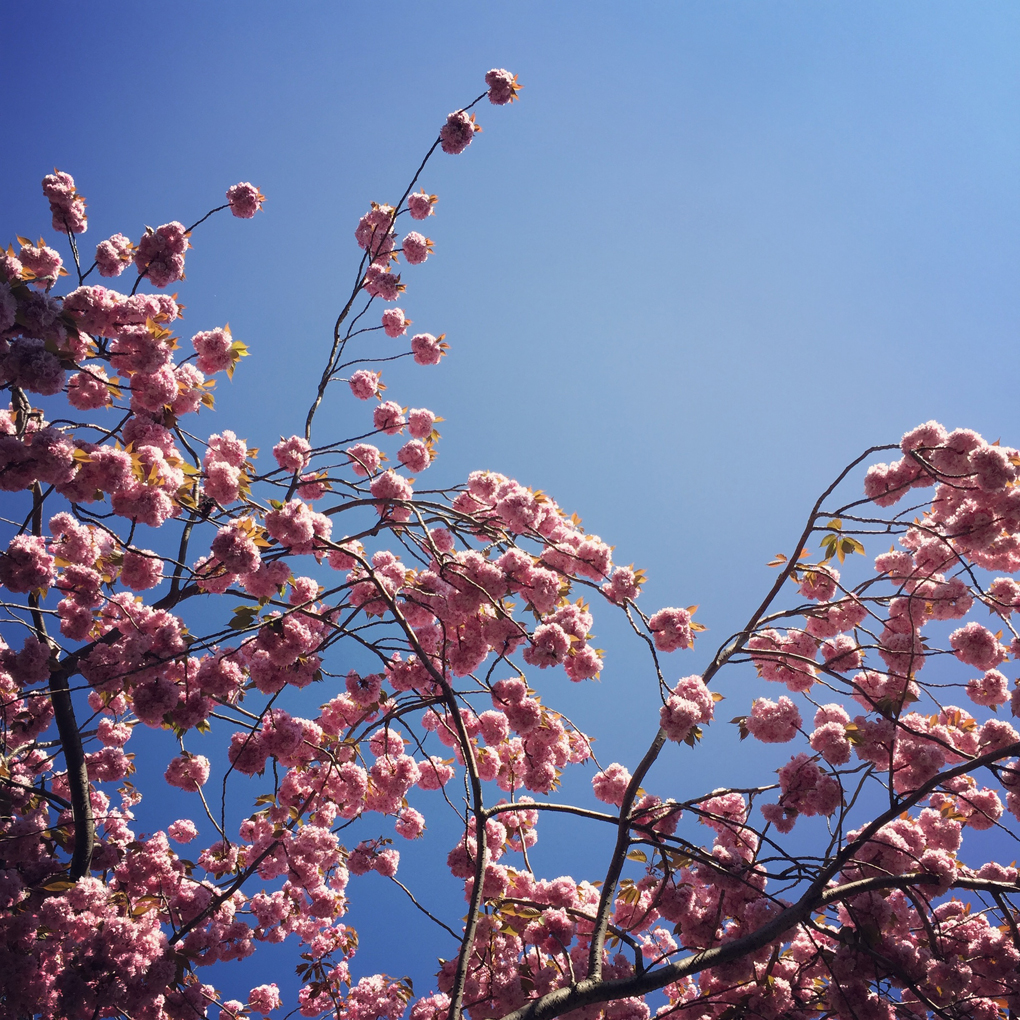 trees in blossom