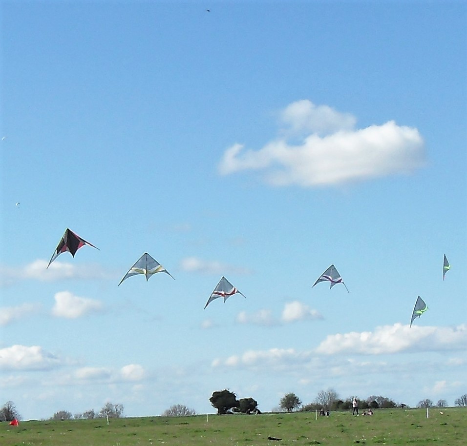 kites in the sky