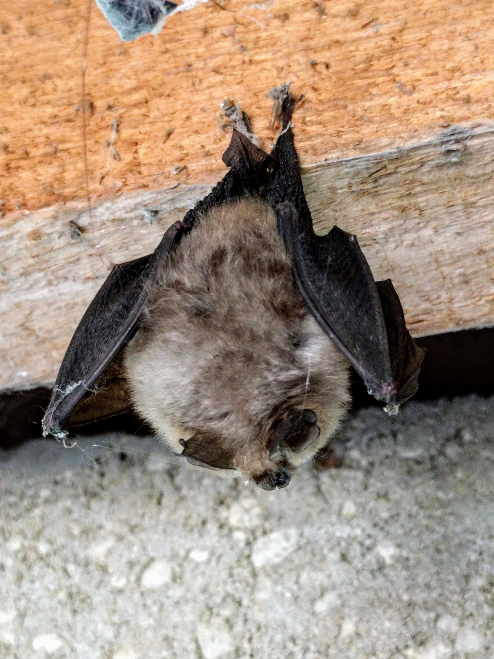 horseshoe bat