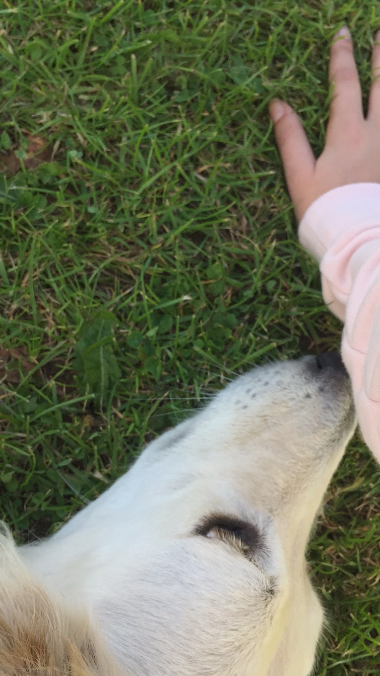 dog sniffing hand on grass