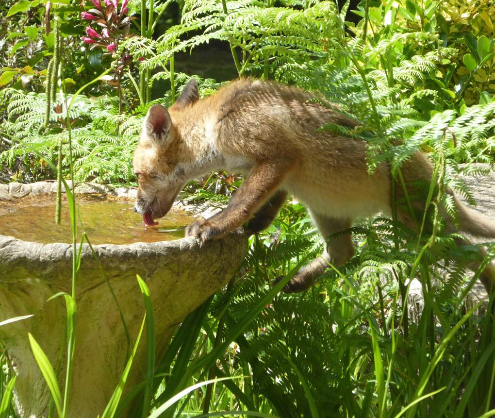 fox drinking from bird bath