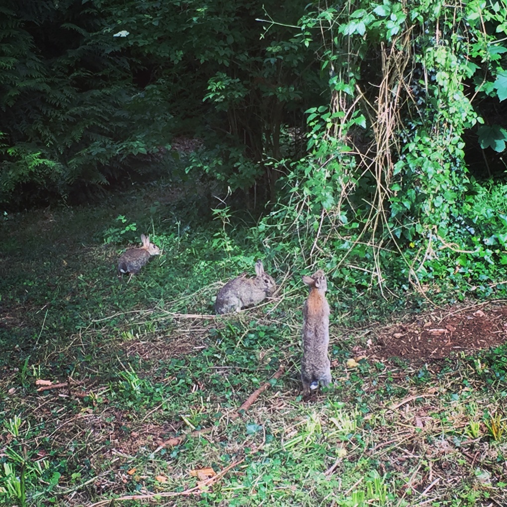 bunnies on University of Bath campus