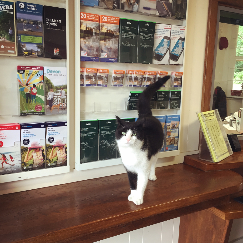 cat on station table