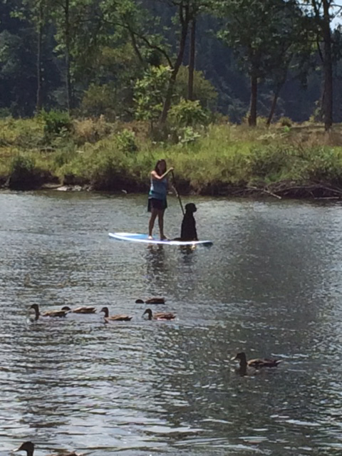 dog on a canoe