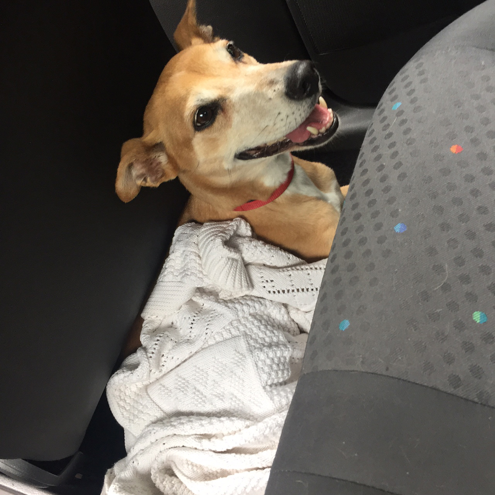 dog in a car