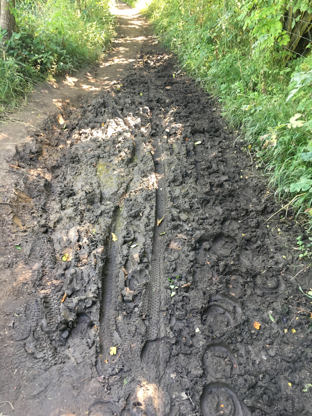 muddy path through a wood