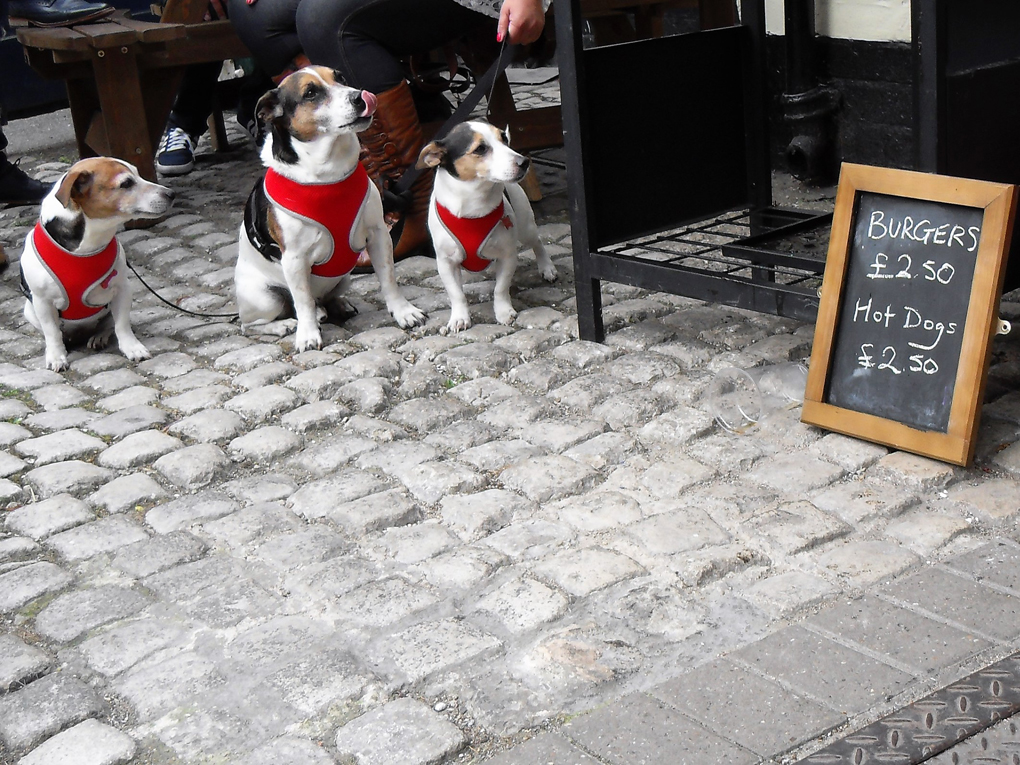 three dogs listening to folk music