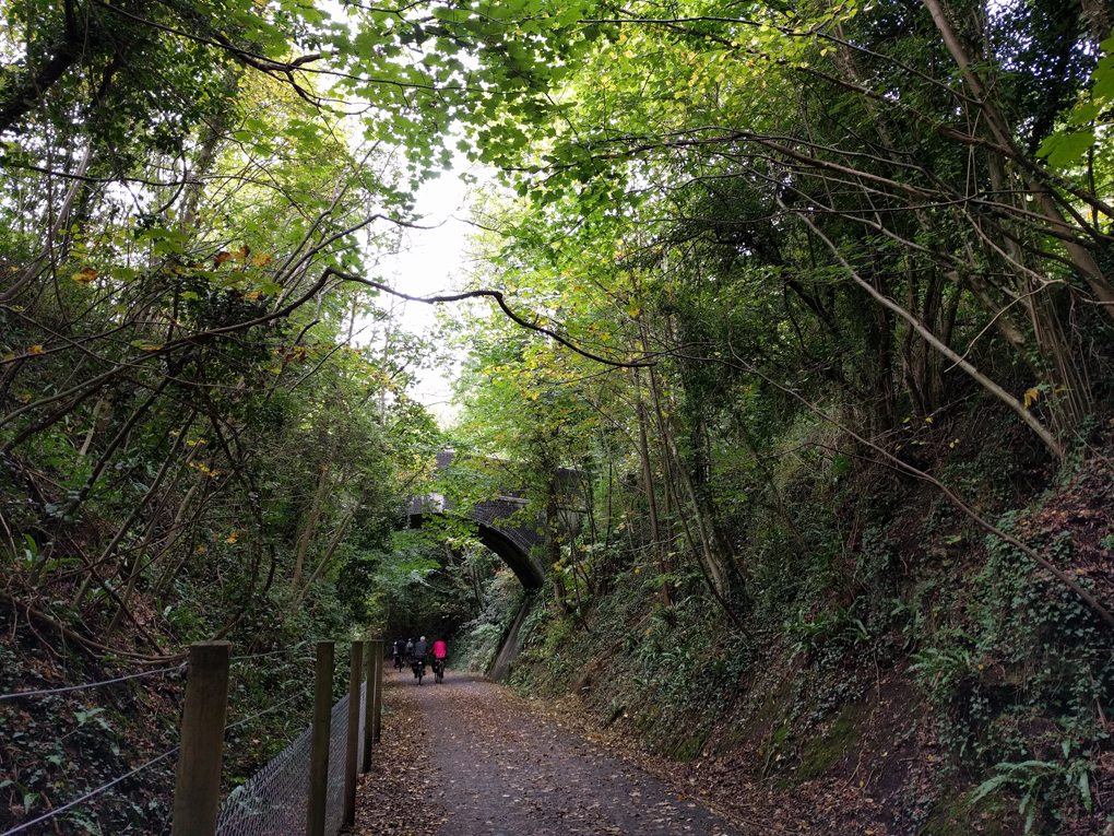 forested cycle path