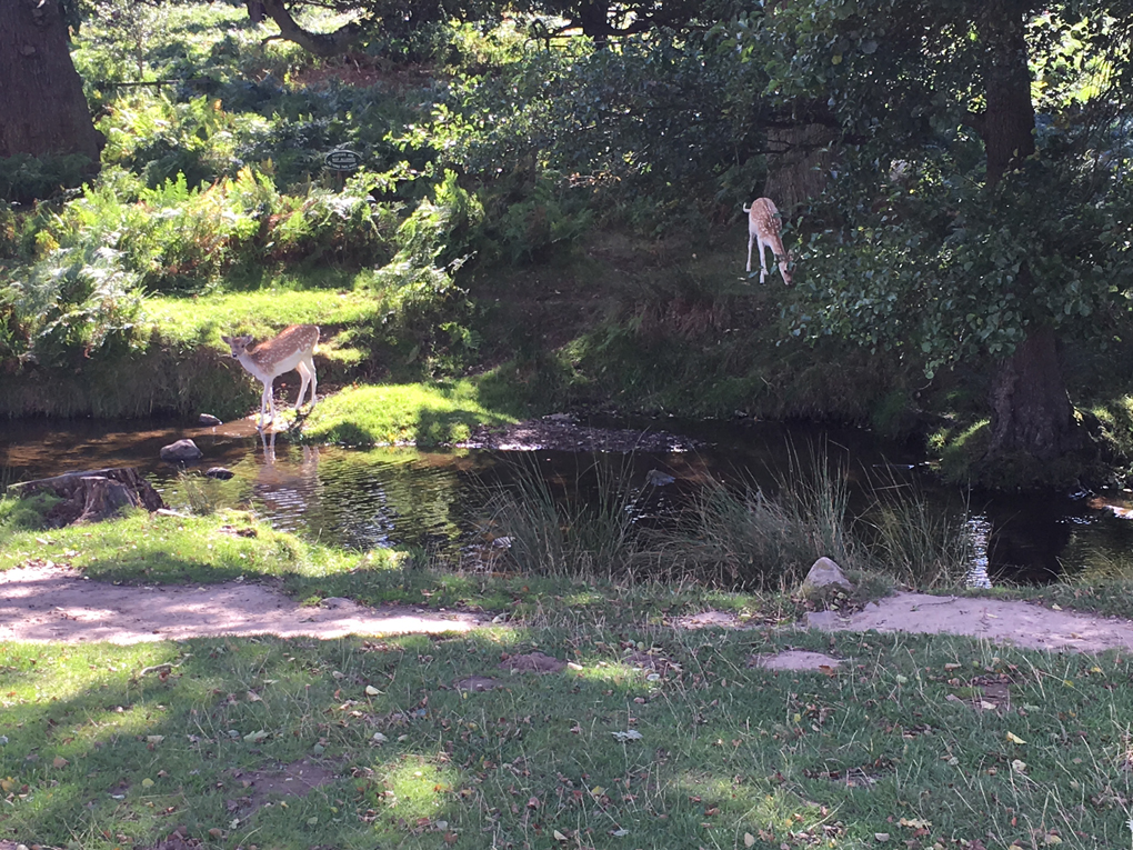 deer at a river