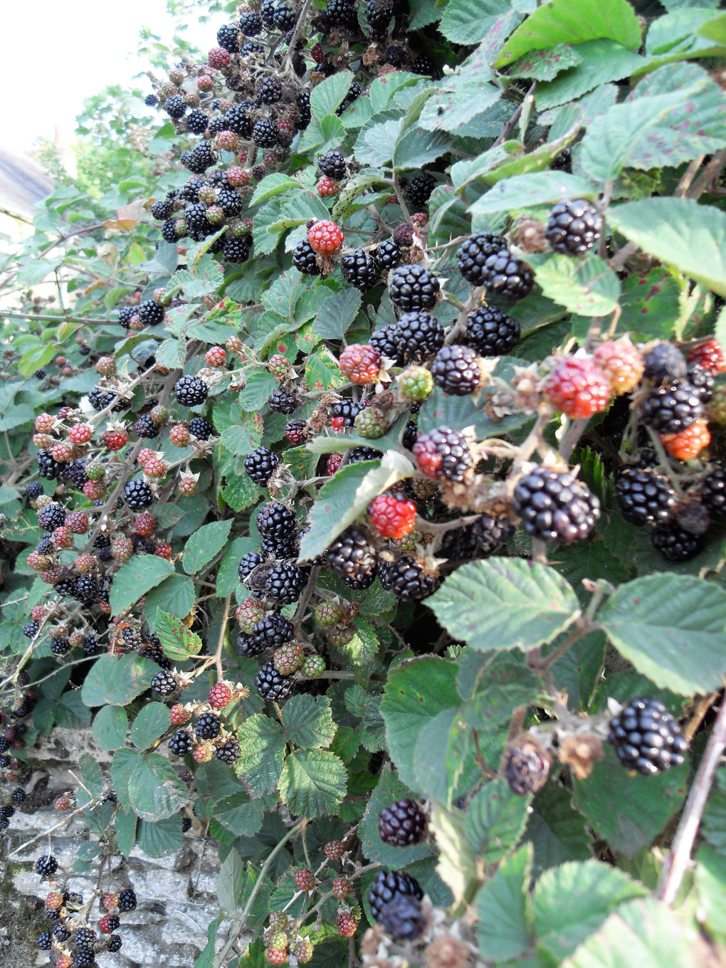 blackberries on a hedge