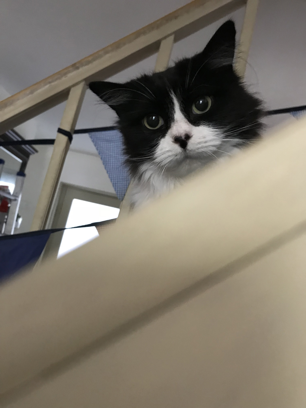 cat looking down the stairs