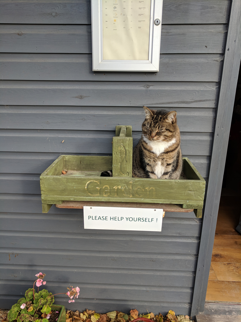 cat in a box